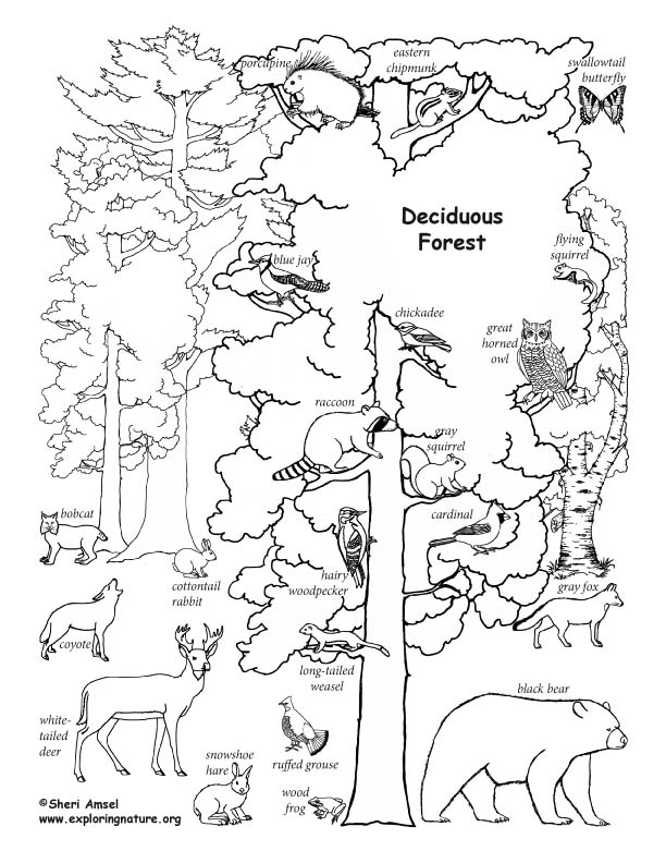 612x792 Deciduous Forest With Animals (Labeled) Coloring Page