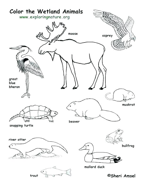 612x792 Forest Animals Coloring Pages S Deciduous Forest Animals Coloring