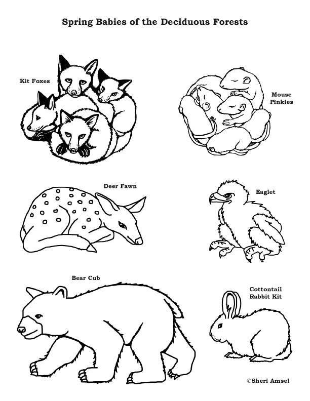 612x792 Baby Animals Of The Deciduous Forest Coloring Page