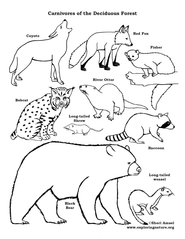 612x792 Carnivores Of The Deciduous Forest Coloring Page