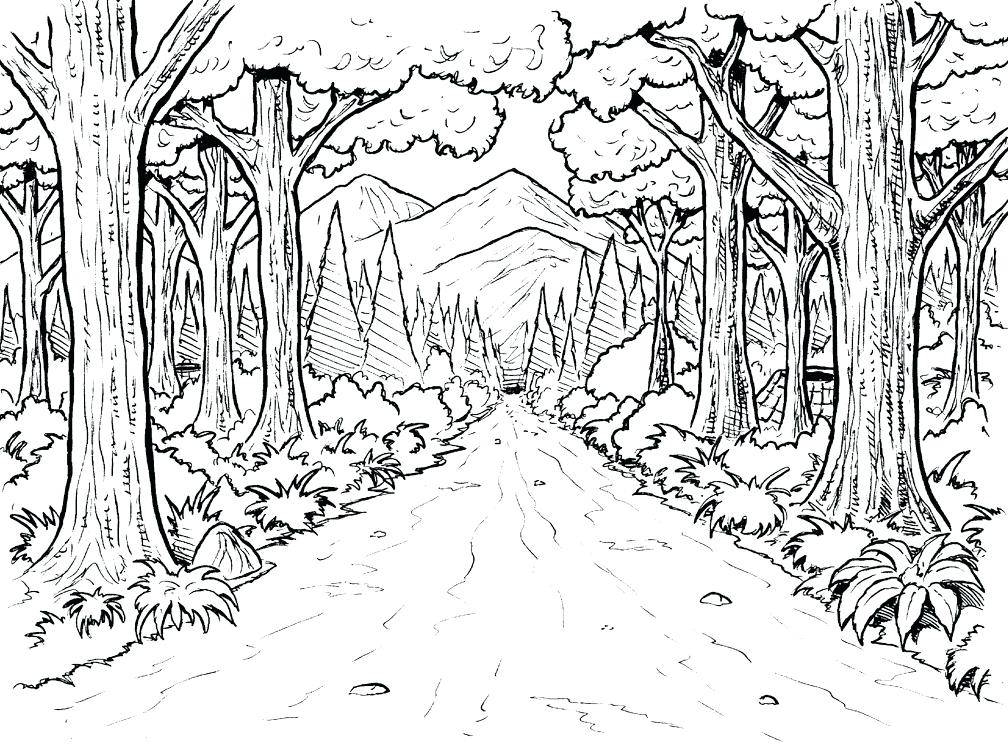 1008x744 Coloring Pages Forest Scene