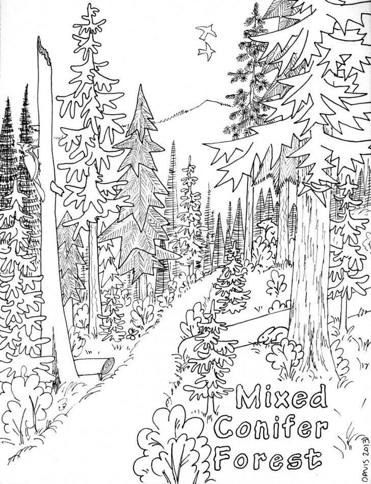 728x949 Coloring Pages Of Forest Home Jungle For Adults Deciduous Page