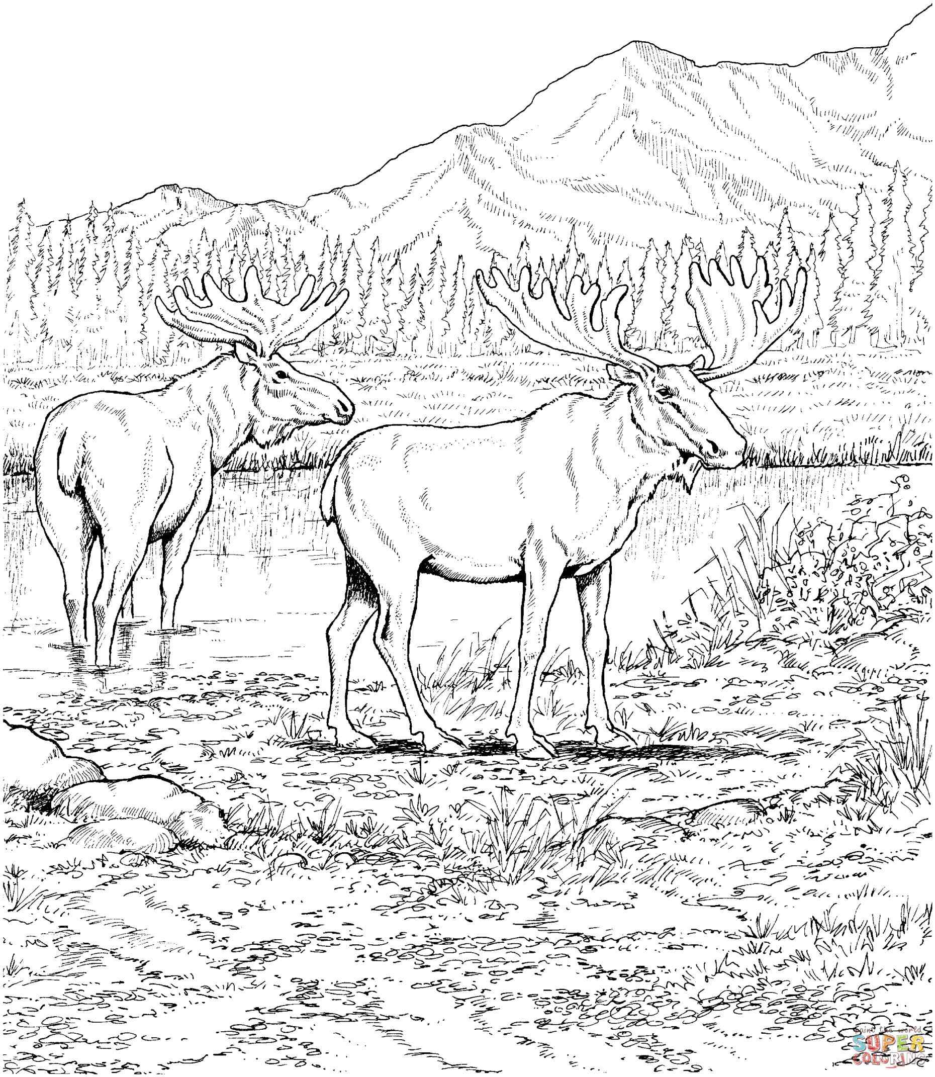 1860x2142 Deciduous Forest Animals Coloring Pages Online Coloring Printable