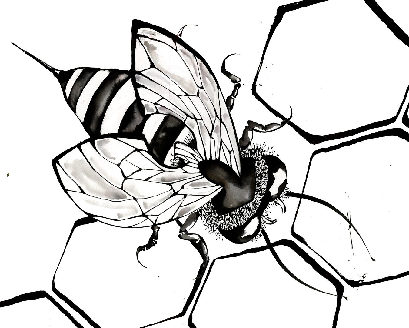 1350x1082 Best Of Honey Bee Page To Color Design Printable Coloring Sheet