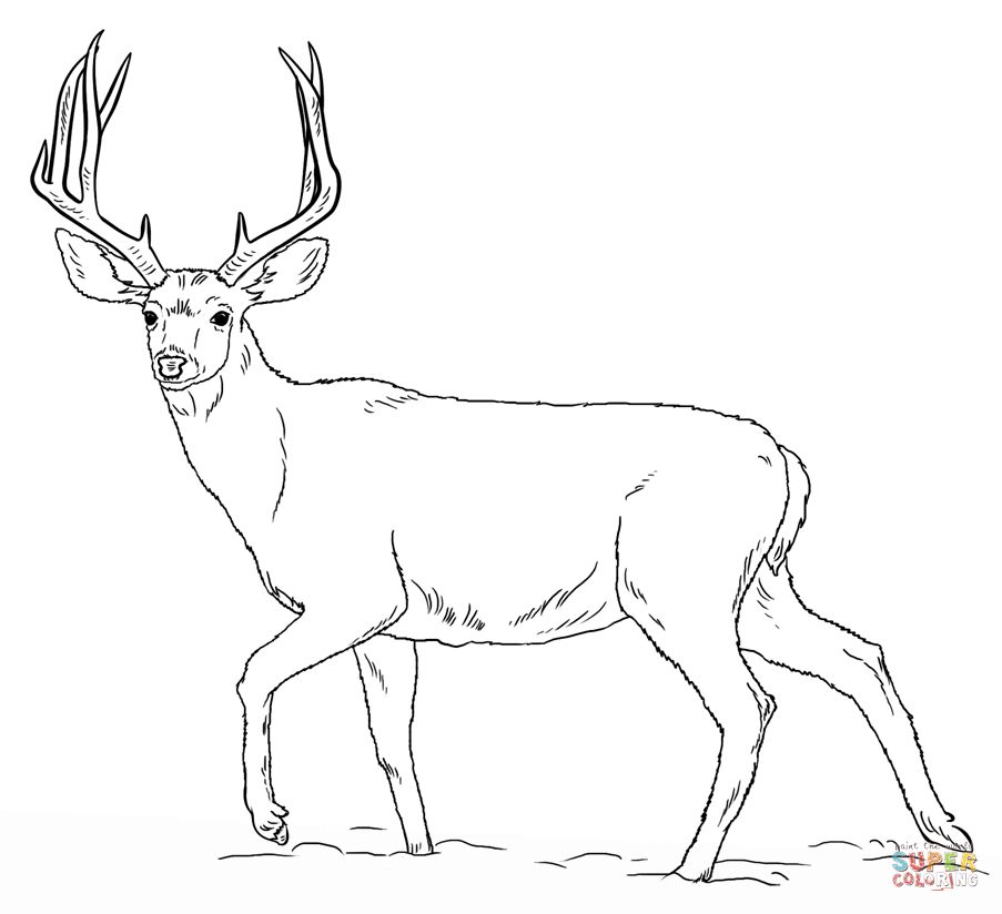 903x824 Deer Coloring Page