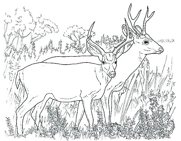 600x467 Deer Coloring Pages Deer Antler Coloring Pages Page Couple