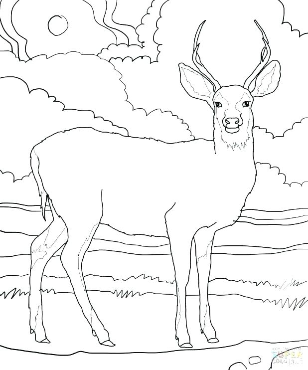 618x742 Deer Coloring Pages Deer Coloring Page Add Pipe Cleaner Antlers
