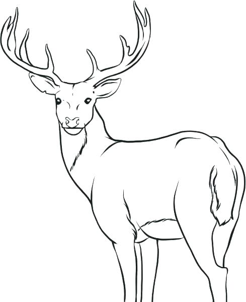 489x600 Deer Coloring Pages Deer Coloring Pages Top For Your Little Ones