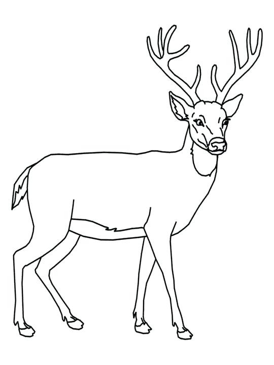 540x720 Deer Coloring Pages Easy Download Easy Deer Coloring Pages