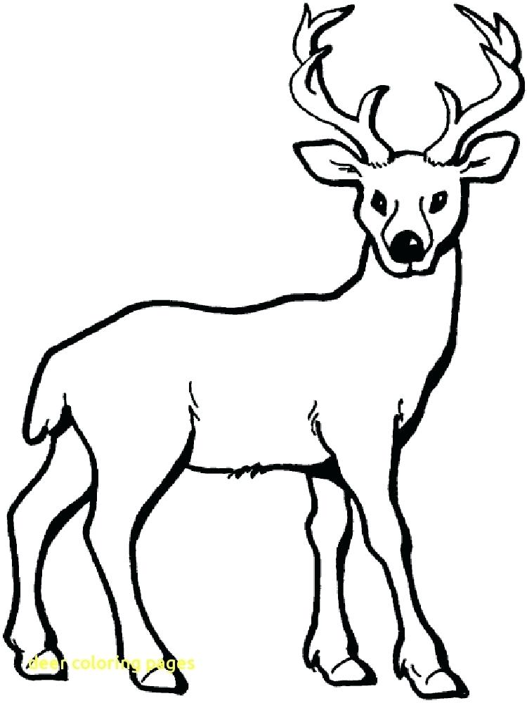 750x1000 Deer Coloring Pages Red Deer 2 Deer Antler Coloring Pages