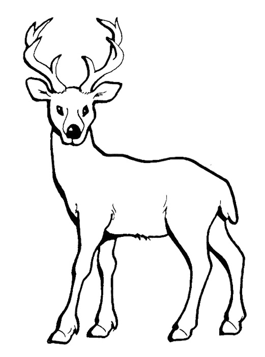 521x701 Baby Deer Coloring Pages Deer With Long Horn Coloring Pages