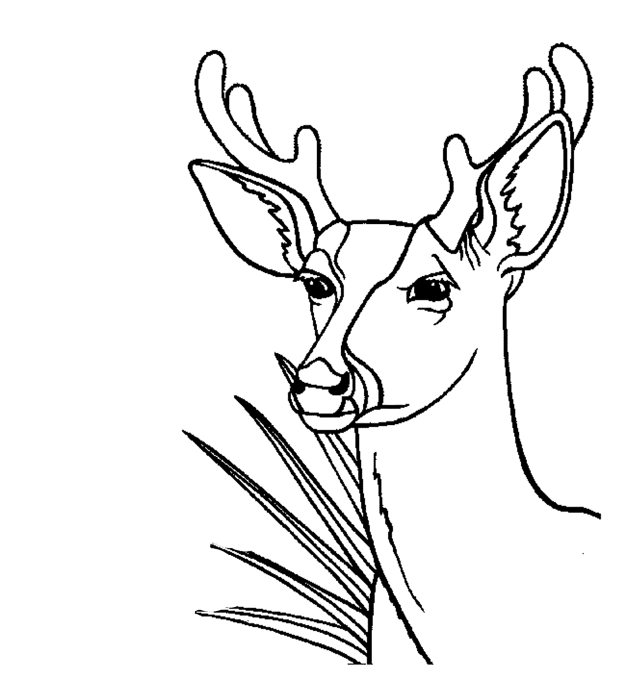 2000x2169 Coloring Page Deer