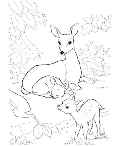 409x500 Coloring Pages Deer Coloring Page Baby White Tailed Pages Deer