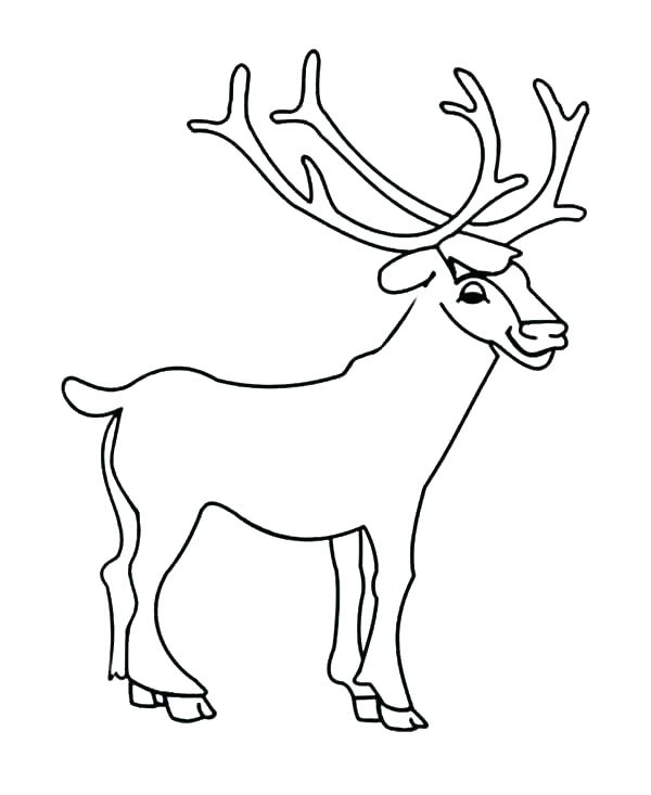 600x733 Coloring Pages Deer Coloring Pages Deer Coloring Page Deer