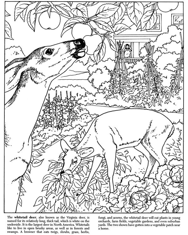 Deer Buck Coloring Pages