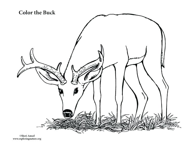 792x612 Deer Hunting Coloring Pages Buck Male Deer Coloring Page Org Moose