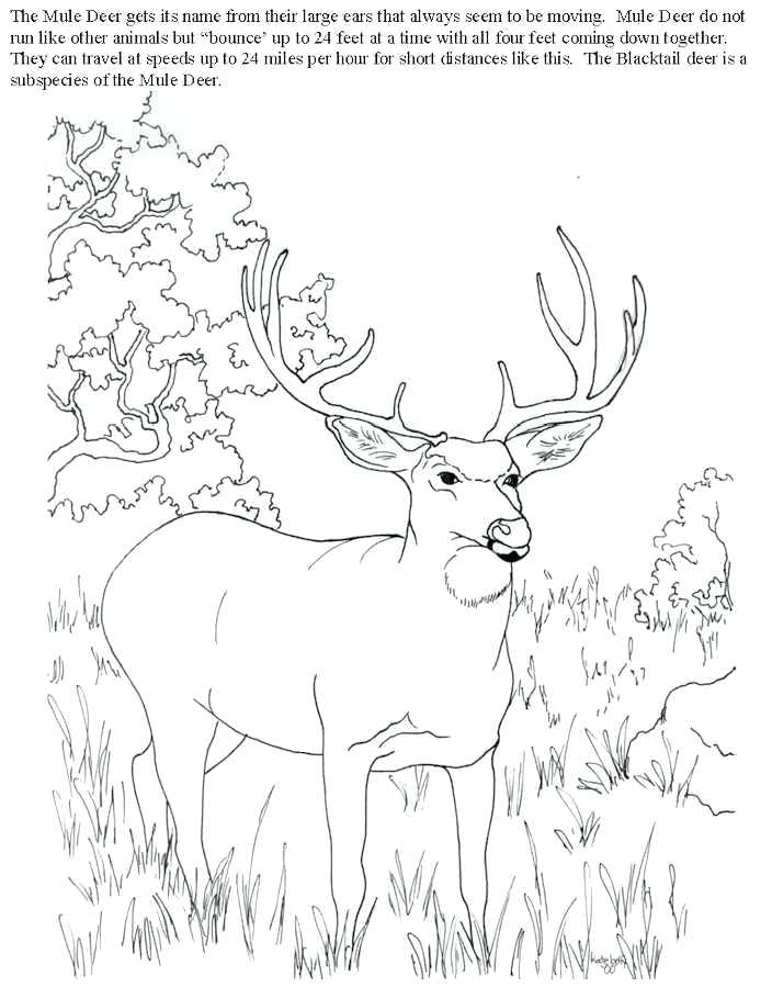 704x899 Awesome Elk Coloring Pages Elk Coloring Page Deer And Elk Coloring