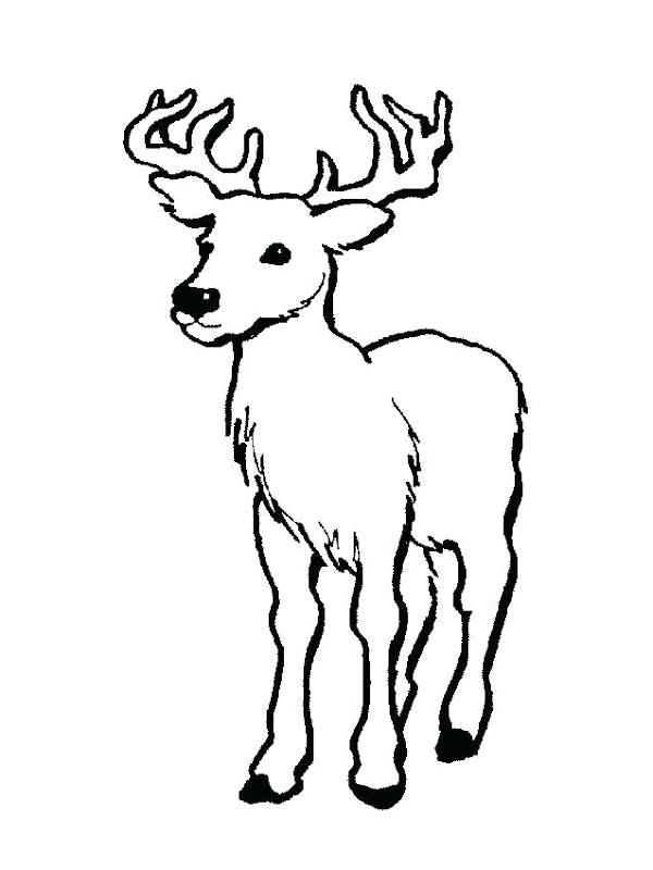 600x800 Realistic Whitetail Deer Coloring Pages Buck And Doe Kids