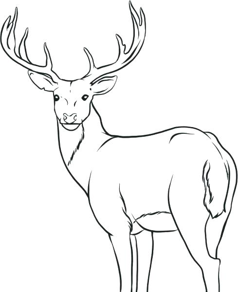 489x600 Whitetail Deer Coloring Pages Deer Coloring Picture The Incredible