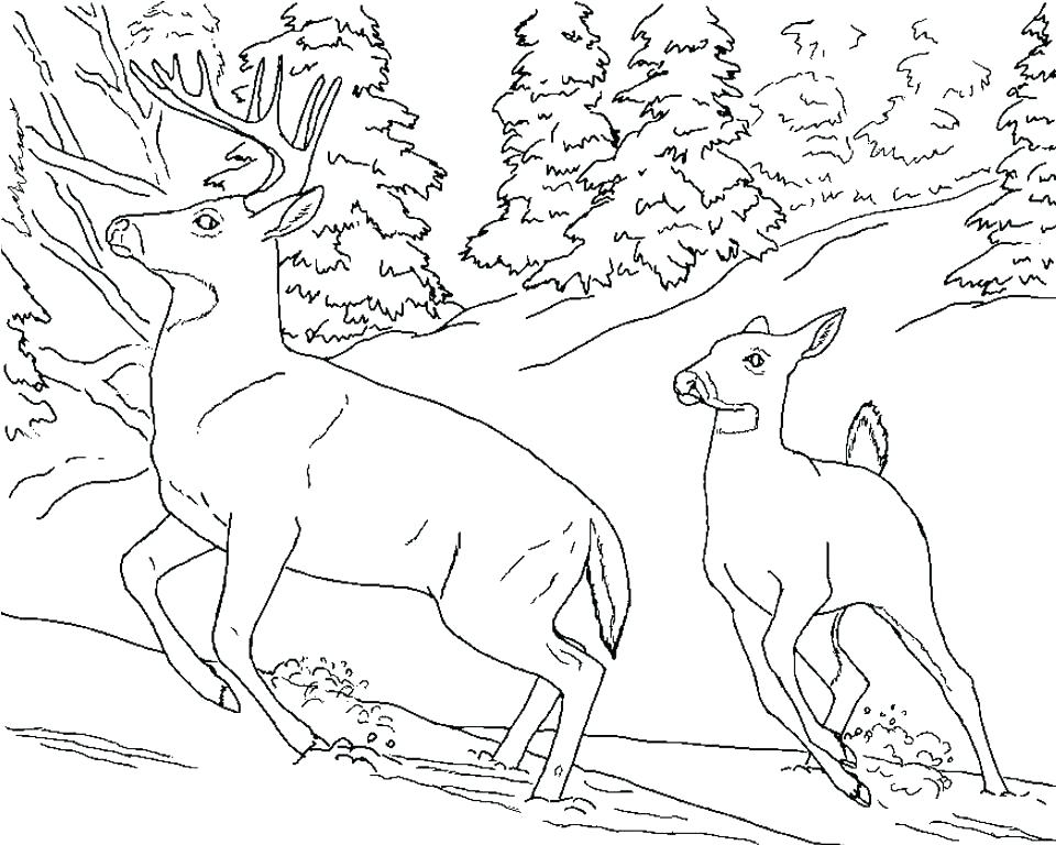 960x768 Buck Coloring Pages Whitetail Buck Coloring Page Deer Pages Buck