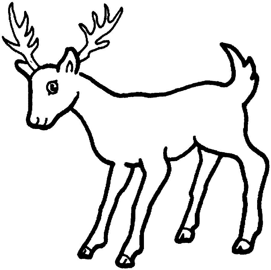 900x896 Free Deer Coloring Pages For Kids