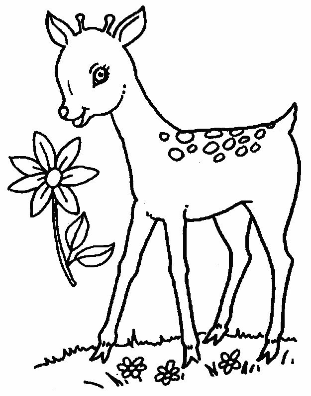 625x794 Baby Deer Coloring Pages Pictures.jpg Christmas