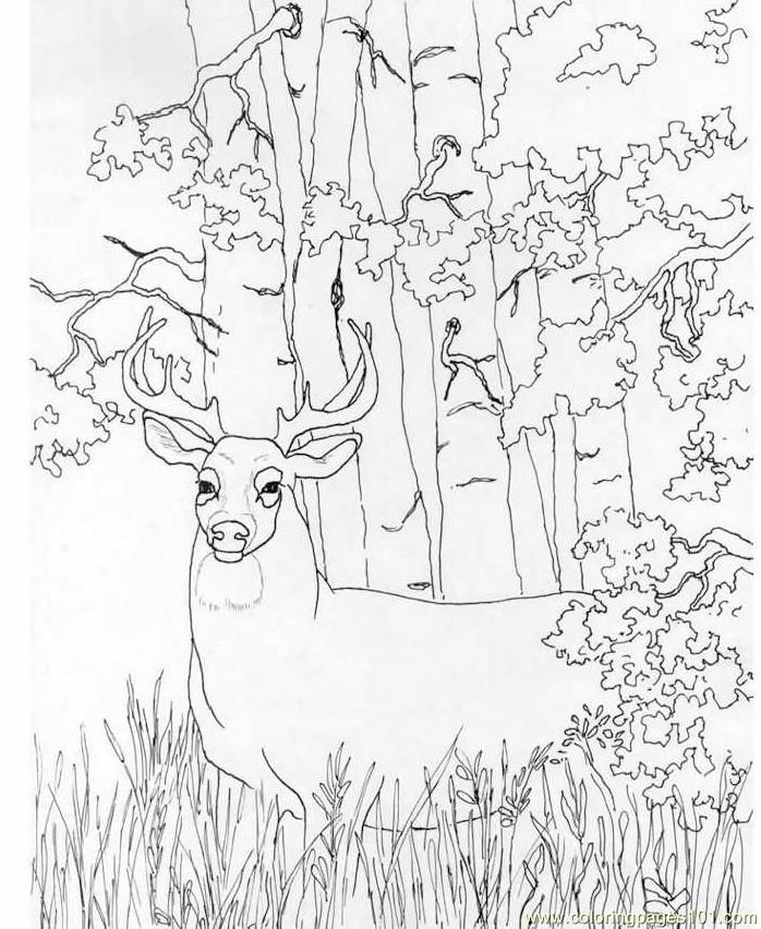 698x852 Deer Coloring Pictures To Print Free Printable Coloring Page