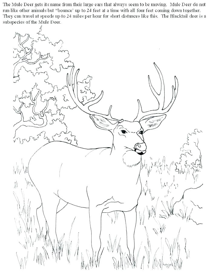 704x899 Bow Hunter Coloring Page Kids Coloring Deer Hunting Coloring Pages