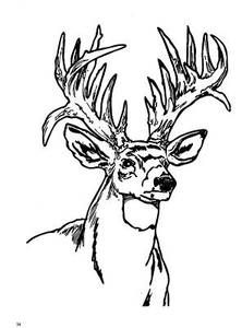 Deer Coloring Pages For Adults