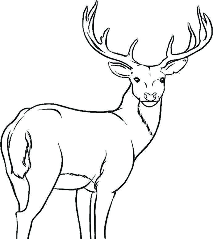 690x772 Deer Coloring Pages Deer Coloring Pages Deer Drawing Deer Print