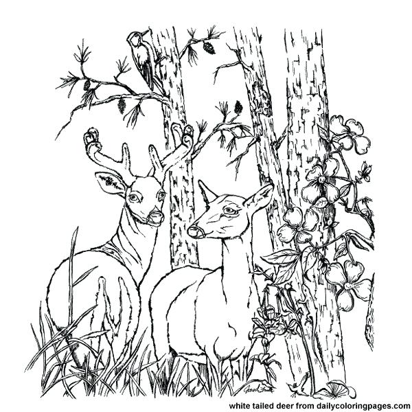 600x600 Whitetail Deer Coloring Pages