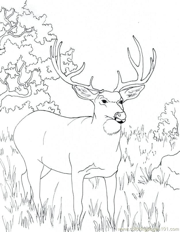 626x806 Deer Coloring Pages Coloring Page Free John Deere Coloring Pages