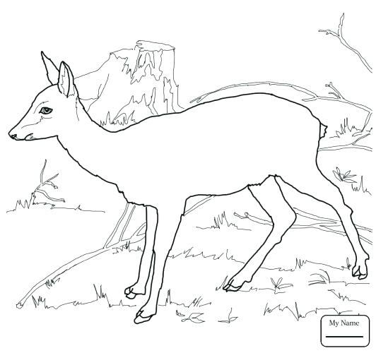 532x500 Deer Coloring Pages Medium Size Of Deer Coloring Page Printable
