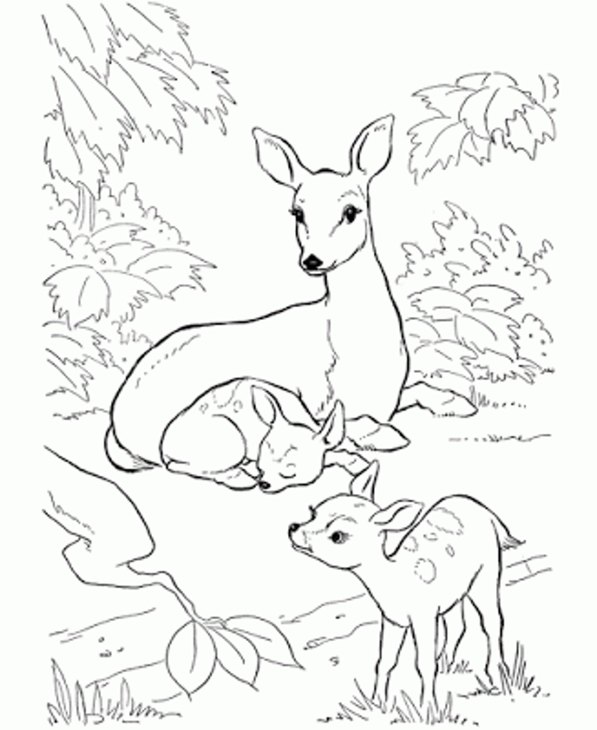 2000x2446 Focus Deer Colouring Pages Coloring Printable