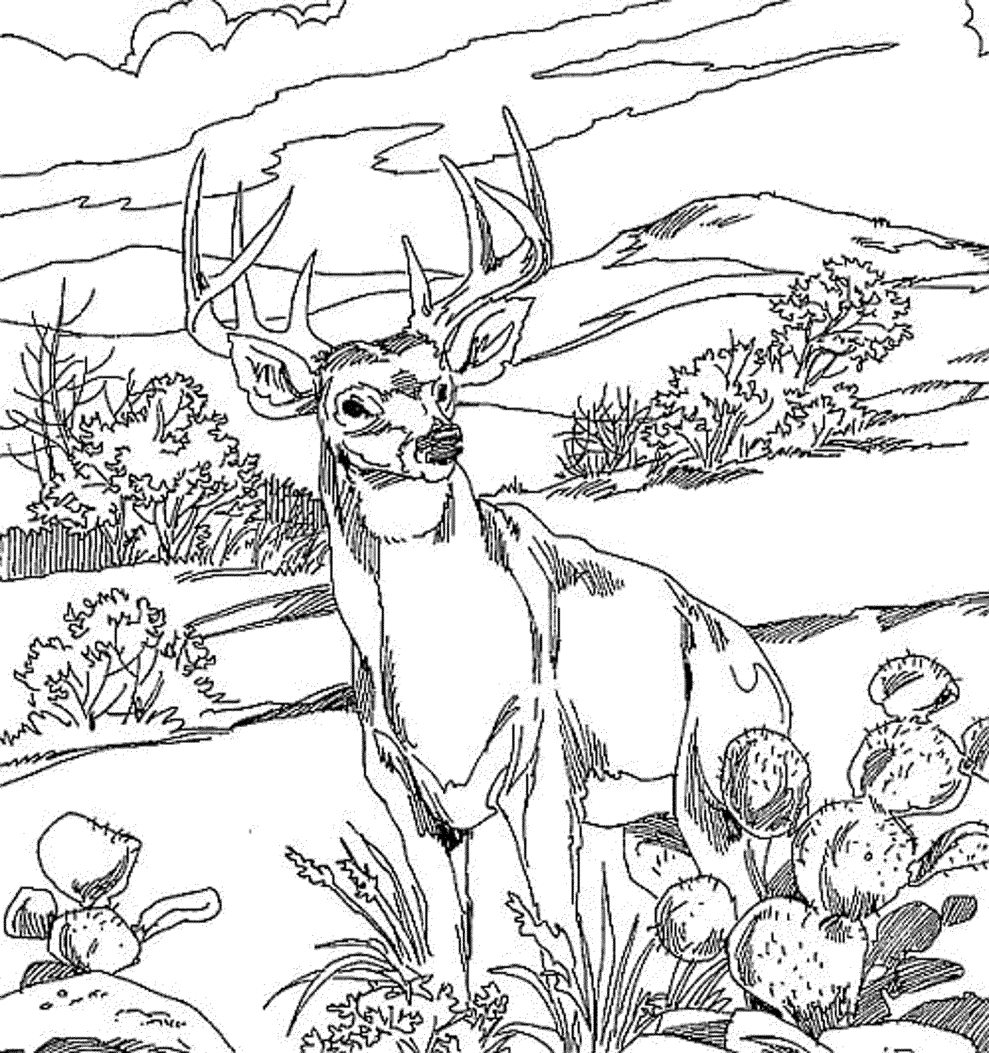 2000x2128 The Deer Coloring Pages For Adults Usually Display The More