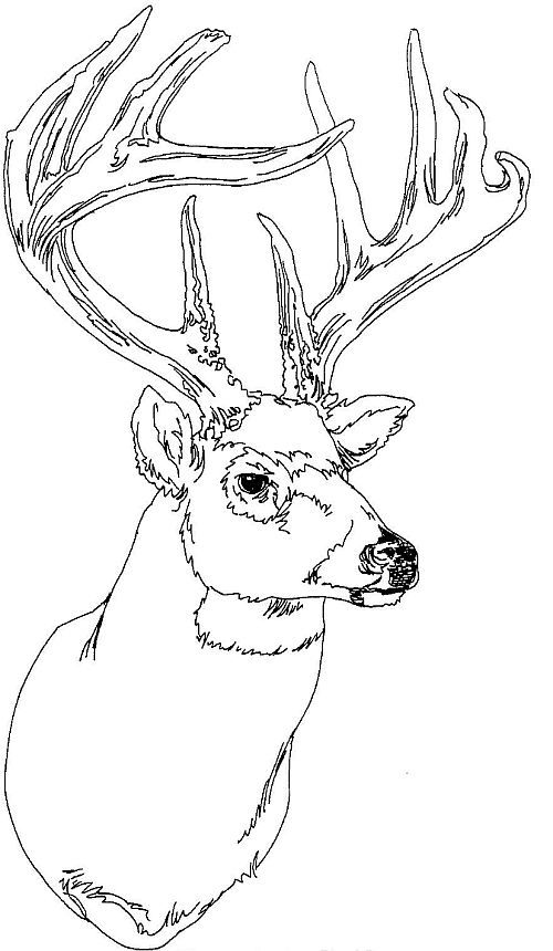 500x860 Deer Head Coloring Pages Deer Coloring Pages Deer Head Ebestbuyvn.co