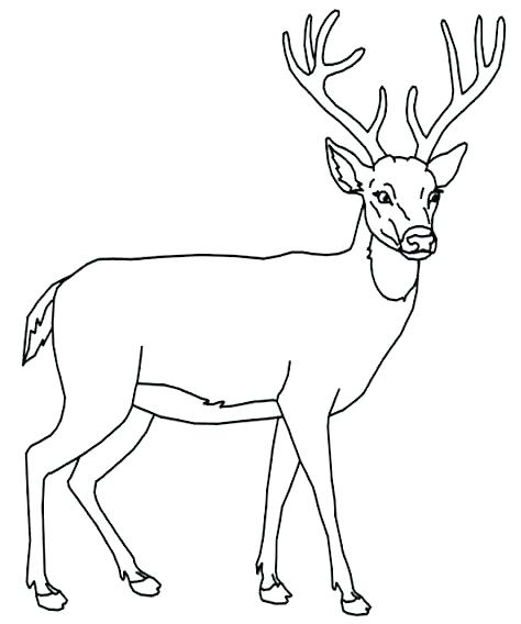 474x568 Coloring Pages Of Deer Free Printable Deer Coloring Pages Free