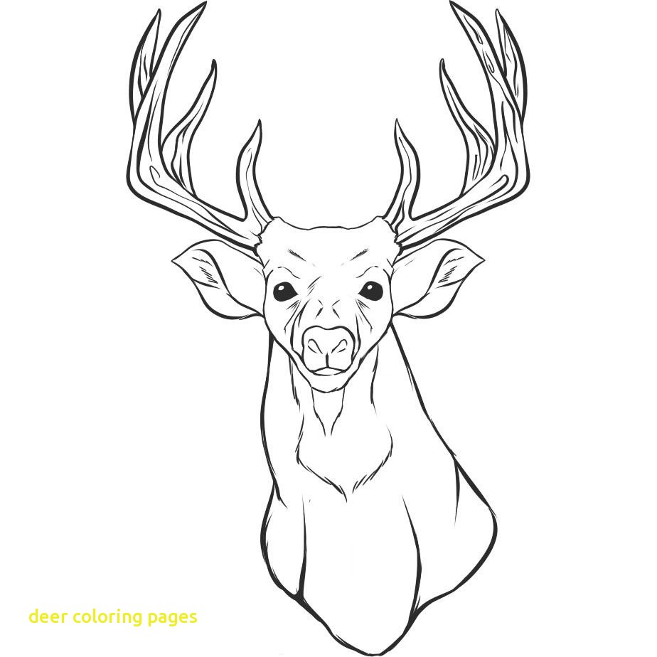 924x924 White Tail Deer Coloring Page Free Printable Pages Throughout