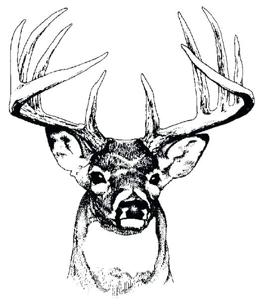 523x600 Deer Head Coloring Pages Printable Coloring Pages