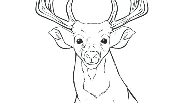 585x329 Deer Head Outline Coloring Page Deer Coloring Pages White Tailed