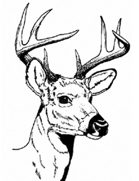 447x582 Display Image Coloring Deer Head Kolorowanki Mice