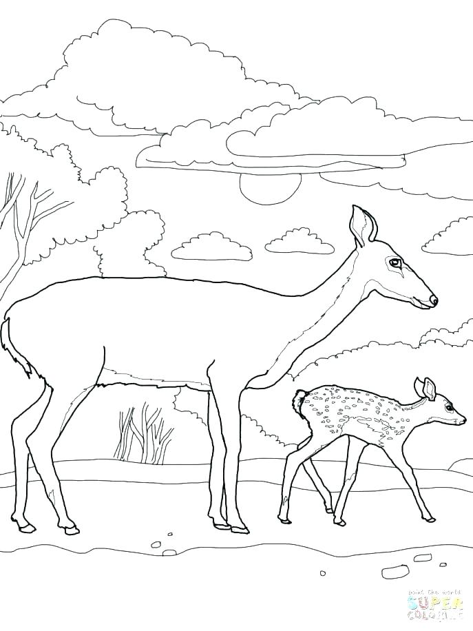 687x916 Coloring Pages Deer Deer Head Coloring Pages Deer Skull Deer Face