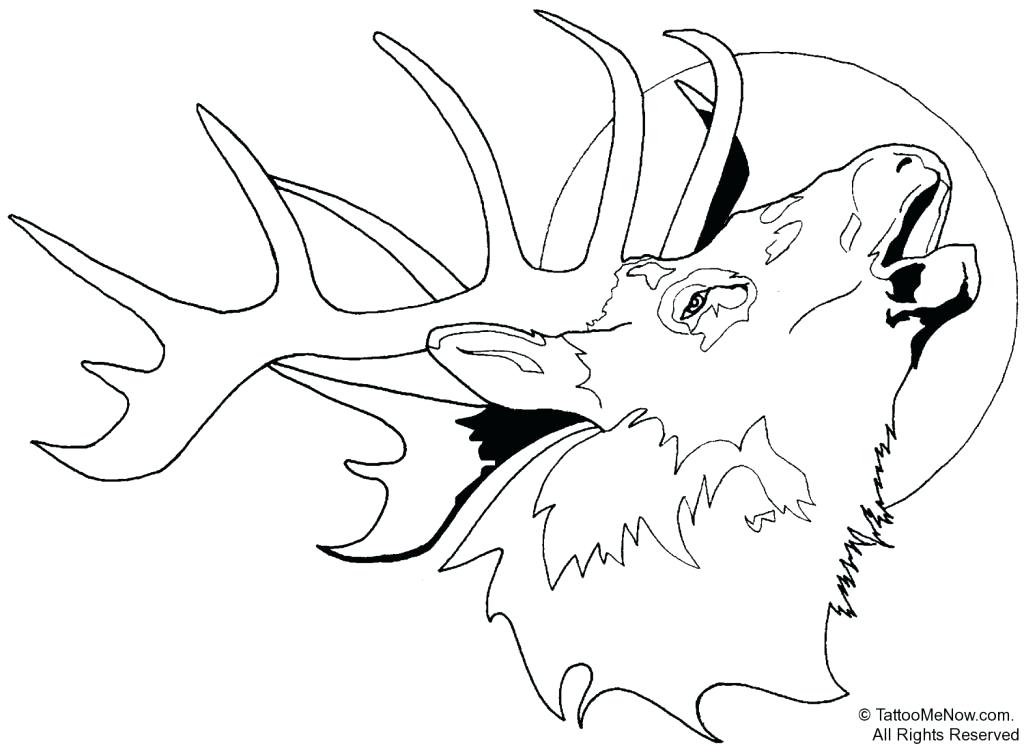 1024x748 White Tailed Deer Coloring Page Kids Coloring Printable Deer