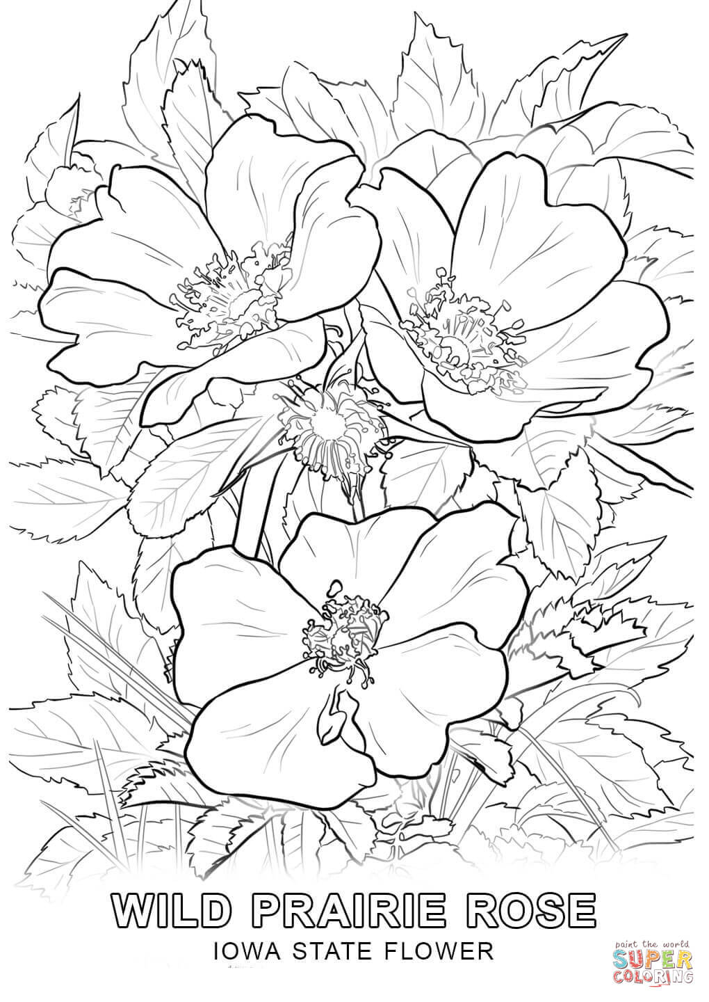 1020x1440 Impressive Delaware State Flower Coloring Page Iowa Free Printable