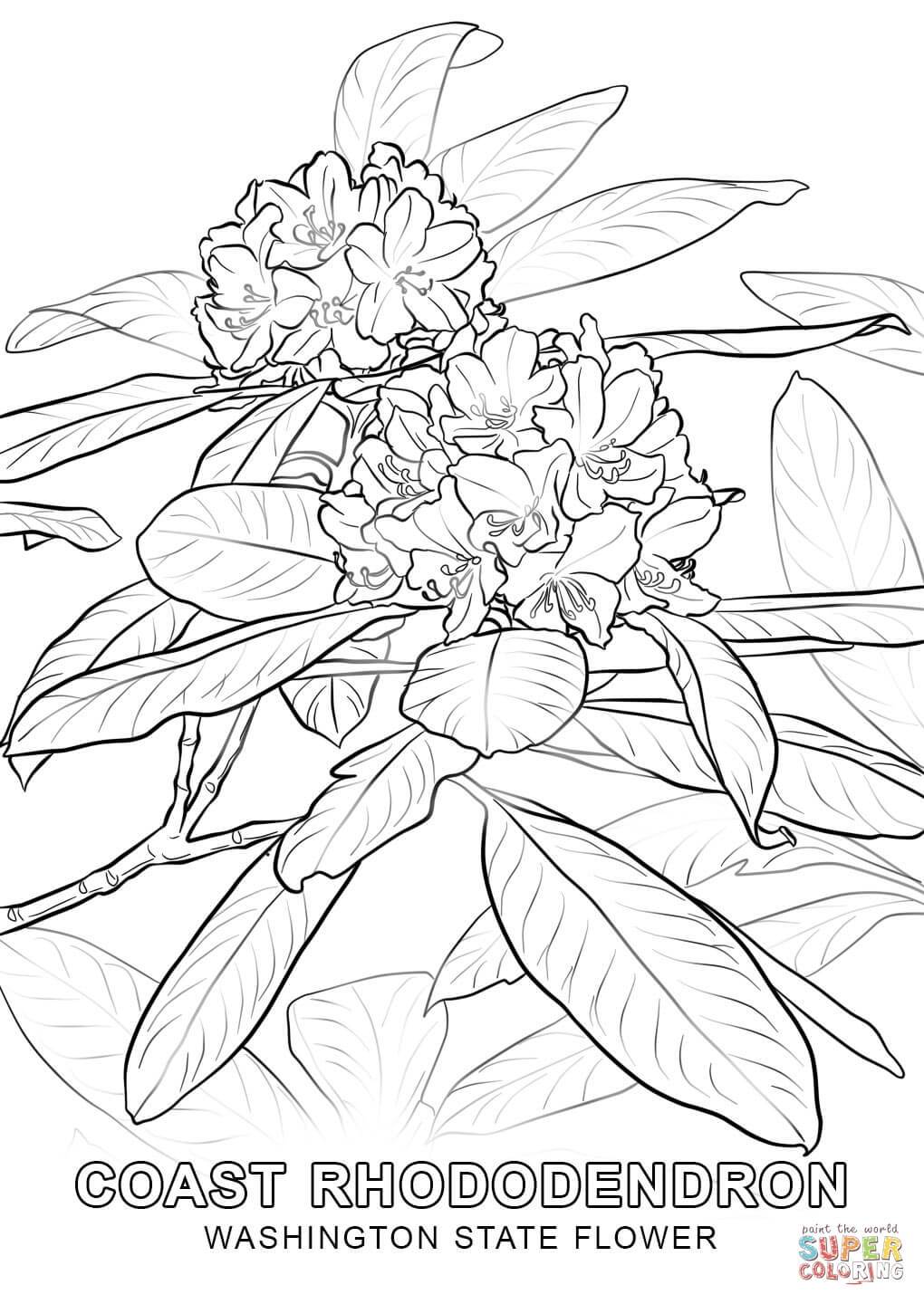 1020x1440 Best Easy Flower Coloring Simple For Page Concept And Online