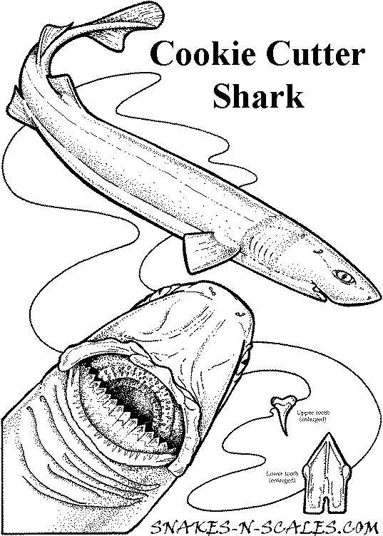537x752 Cookie Cutter Shark Coloring Page