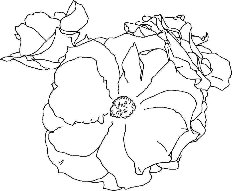 930x768 Printable Rose Coloring Pages Derrick Rose Coloring Pages Amy Rose
