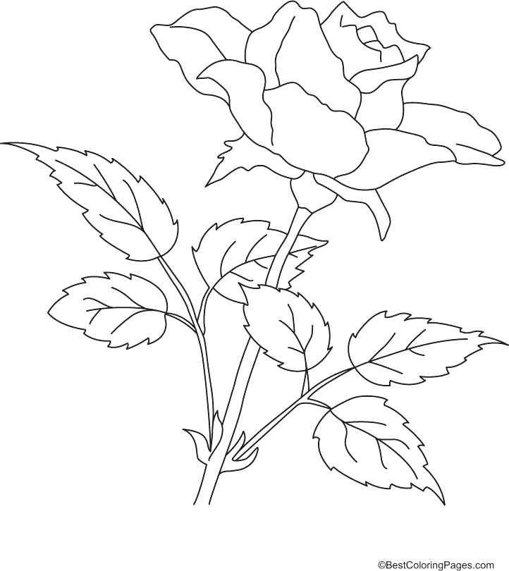 722x810 Printable Rose Coloring Pages Derrick Rose Coloring Pages Rose