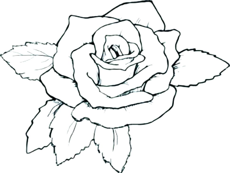 970x728 Roses Coloring Pages Beautiful Big Rose A Derrick Rose Coloring