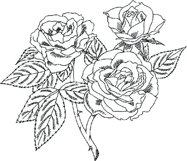 600x518 Roses Coloring Pages Coloring Page Of A Rose Hearts And Flowers